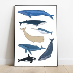 Plakát druhy velryb